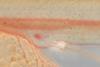 Atlantic-salmon-Salmo-salar-hatchling-at-around-15mm-1024x576