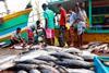 Tuna and fish landed to market in Sri Lanka