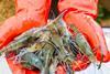 Farmed shrimp