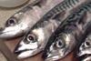 Mackerel