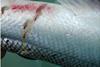The photo shows an image of sea lice on salmon