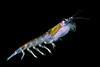 Antarctic krill. Credit: Uwe Kils/CC BY-SA 3.0/via Wikimedia Commons