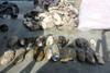 Some of the illegally caught sea cucumbers (beche de mer) found on the PNG fishing vessel