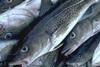 Fishermen have been forced to fish in cod abundant waters closer to ports