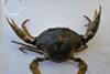 Female green crab specimen sent by farmers from Capiz to SEAFDEC/AQD for identification Photo: C Dionela