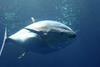 Toyota Tsusho plans to farm about 10,000 juvenile bluefin under its initial capacity.