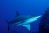 Sad fact: EDF claims as many as 73 million sharks are being killed annually mostly for their fins.
