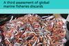The FAO has published its third assessment of marine fisheries discards Photo: FAO