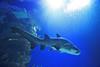 Shark conservation