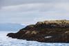 Scottish Sea Farms has reduced seal culls thanks to protective netting Photo: Scottish Sea Farms