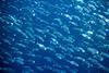 Mackerel
