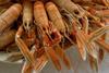 Most Scottish langoustines are exported to France, Spain and Italy.