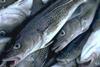 Oceana says cod fraud is rife among Danish fishmongers