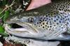 Wild sea trout fisheries in the Gulf of Finland have been banned