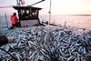 All EU vessels now have to report all landings under the recently reformed Common Fisheries Policy © European Commission