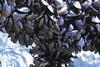 Connaigre Fish Farms Incorporated has been a awarded grant to develop mussel harvesting equipment