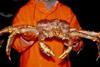 Crabco has secured a permit to land over 1,000 tonnes of king crab.