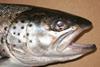 Mainstream's Pacific National Processing plant produces fresh, farmed Atlantic salmon. Photo: WDFW