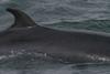 Minke Whale has been found on commercial sale in Denmark