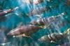Atlantic bluefin tuna has made progress in the East Atlantic and Mediterranean