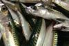 The EU and Norway offered Iceland 3.1% of the total European mackerel quota, which Reykjavik rejected.