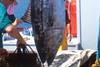 Western Atlantic bluefin numbers are up as much as 10% over 2008, according to ICCAT.