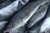 Icelandic cod