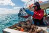 Western Australia Abalone Fishery produce