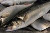 Wild-caught sea bass is a valuable commodity in Europe