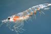 Krill