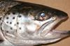 Grieg expects to harvest 65,000 tonnes of salmon this year.