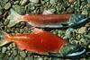 Bristol Bay's sockeye salmon harvest was 28.6 million fish valued at $148.7 million.