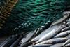 North-East Atlantic mackerel is healthy, but the Coastal States failed to agree on comprehensive management of the stock