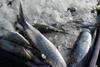 MSC suspends sardine fisheries