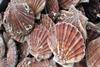 Rushan Hope Well Foods Co Ltd is the first processor to be recognised for oysters and scallops