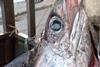 Mediterranean swordfish is presently fished without any catch limits by more than 12,000 authorised vessels, 90% of which are EU-flagged Photo: Oceana