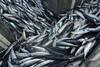 mackerel