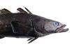 The Ross Sea Antarctic toothfish TAC has been in the 3,000-tonne range for a number of years.