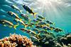 shoal of fish