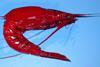 NOAA closed the re-opened royal red shrimp fishery after it received a report from a fisherman who caught tarballs.