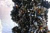 Rope-grown mussels produced by SSMG this year became the first farmed seafood in the UK to achieve Friend of the Sea certification.