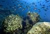 A shoal of fish in Turkey’s Mediterranean coast