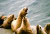 Endangered Steller sea lions. (Photo: NOAA)