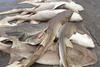 India shark catch