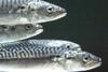 Iceland mackerel