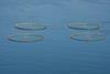 Vónin has supplied Meridian Salmon Farms with a complete mooring system for a set of 14 cages. © Vónin