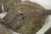 The EC has proposed a cut to the annual EU quota for turbot in the Black Sea by 15% in 2015