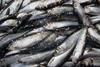 Northeast Atlantic herring
