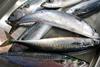 The MCS says mackerel is no longer in sustainable supply. Photo: NOAA Northeast Fisheries Science Center