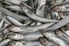 The blue whiting TAC has been agreed at 643,000 tonnes. Picture courtesy of Seafood Shetland